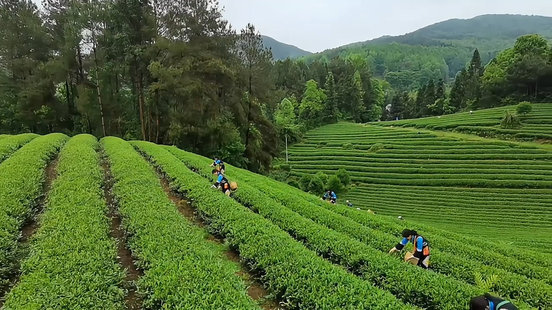 贤承阁｜yl6776永利集团黔知交茶叶
